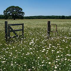English Countryside Gate: A Peaceful Spring Wildflower Escape