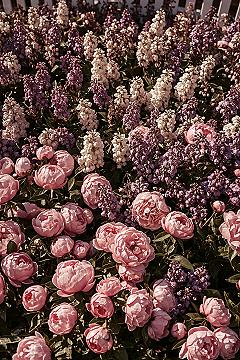Best Fragrant Flowers: Craft Your Amazing Smelling Garden