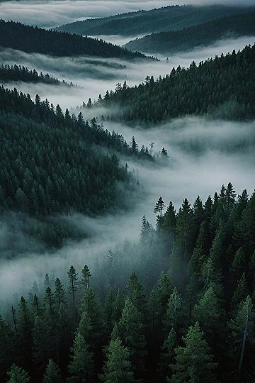 Misty Pine Forest Wallpaper Murals