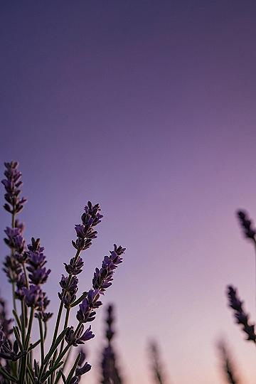 Understanding Lavender Moon Aesthetic Wallpaper