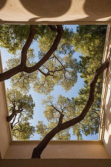Bringing Tree Canopies Into Open Skylights