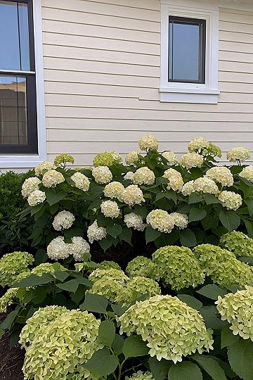 Planting White Hydrangeas Along the Foundation
