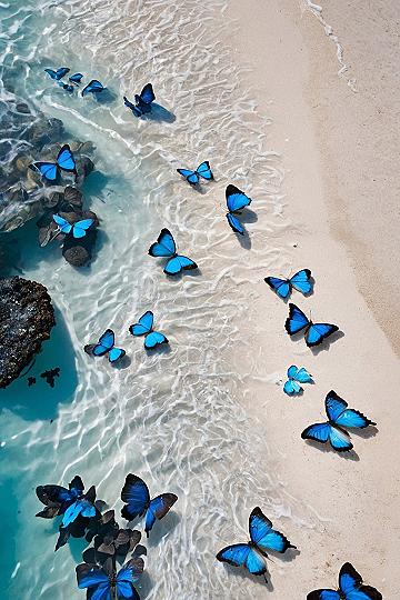 Creating Coastal Blue Butterfly Photography Concepts