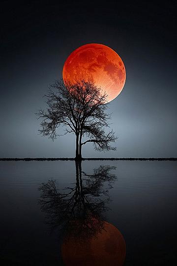 Understanding Minimalist Art With Trees And Red Suns