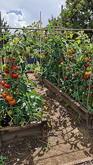 Building a Tomato Arch Support System for Your Garden