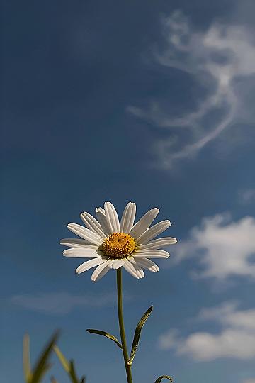 Bright Daisy Blue Sky Phone Wallpaper Concepts