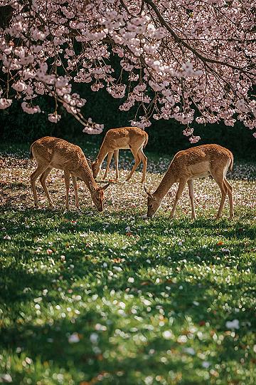 Serene Japan Nature Aesthetic: Cherry Blossoms & Wildlife Wonders