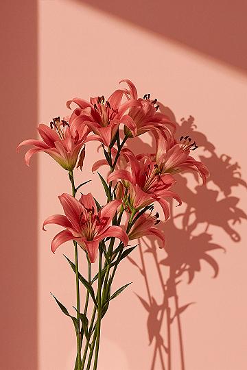 Pink Lilies: Cute Pastel Aesthetic for Ipad & Macbook Wallpaper
