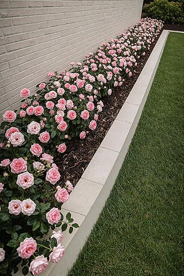 Stunning Pink & White Rose Garden Beds: A Dream Backyard Oasis