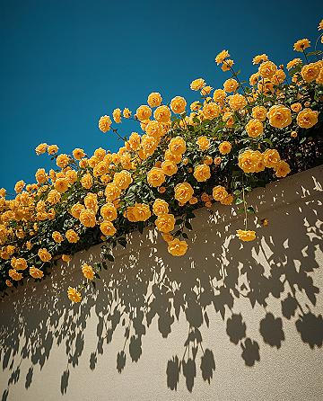 Radiant Yellow Blooms: Embrace a Cheerful Spring Aesthetic
