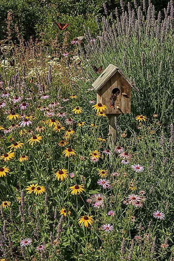 Attract Birds & Butterflies: Vibrant Backyard Garden Landscape