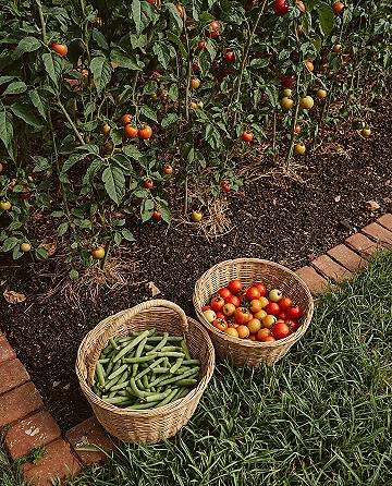 Dream Veggie Garden: Top 5 Plants for Home Cultivation