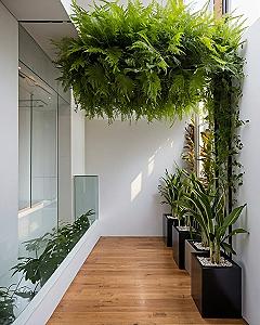 Lush Indoor Fern Canopy Framing a Bright Wooden Hallway