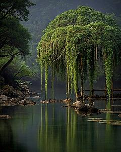 Creating Calm with Weeping Willow Wallpapers