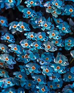 Why Pyara Blue Florals Create Calming Digital Spaces