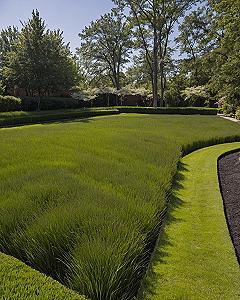 Designing a Spacious Open Lawn With Defined Borders