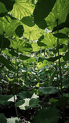 Bringing Botanical Leaf Patterns to Mobile Screens