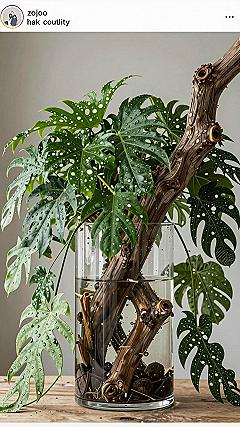 Displaying Plant Cuttings In Clear Glass Vases