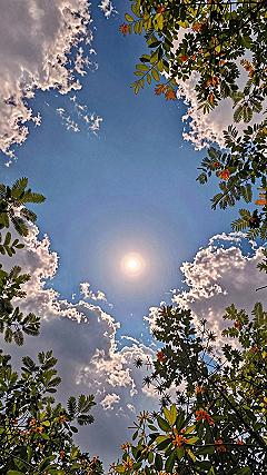 Sunny Floral Canopy Phone Background Styles