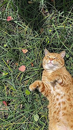 Adding Lazy Orange Cat Anime Scenery for Calm Spaces