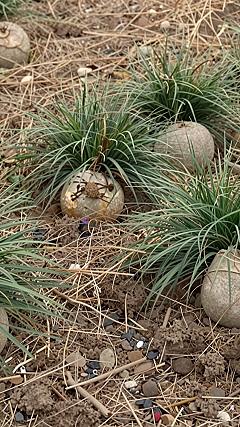 Adding Spooky Creepy Crawlies to Garden Beds