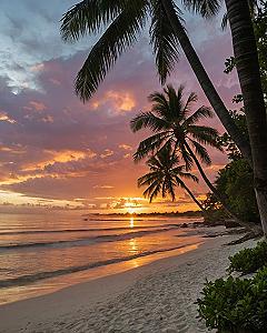 Keeping Palm Tree Sunset Wallpapers Crisp and Clean