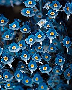 Styling Blue Floral Wallpaper for Autumn Phone Screens