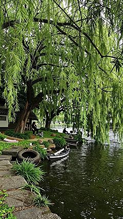 Maintaining Lush Weeping Willows Near Park Waters