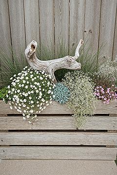 Coastal Cottage Garden: Driftwood & Rustic Charm in Flower Beds