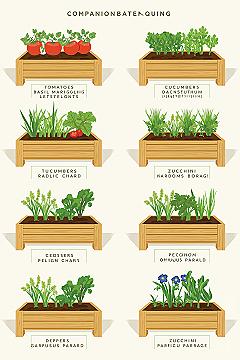 Companion Planting Guide: Bountiful Raised Beds for Your Garden