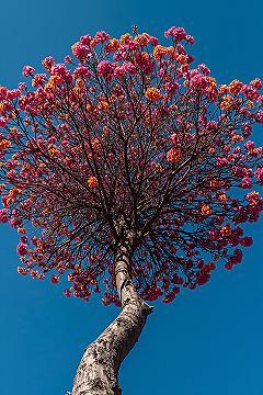 Vibrant Nature: Colorful Tree Phone Wallpaper for Bright Screens