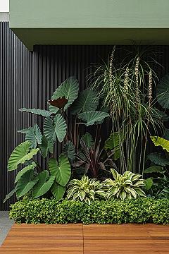 Modern Tropical Paradise: Tall Landscaping with Layered Grasses