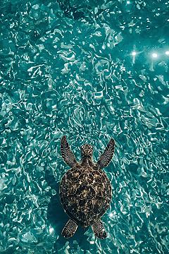 Aesthetic Summer Journey: Tranquil Sea Turtle Phone Wallpaper