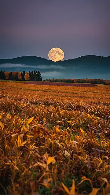 Fall Focus for Your Phone