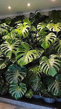 Jungle Jewel Journey