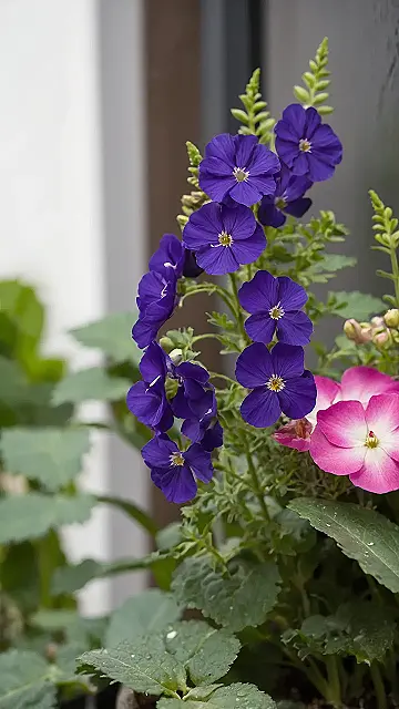 Splendid Sill Scenes