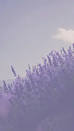 Lavender Sunset Symphony