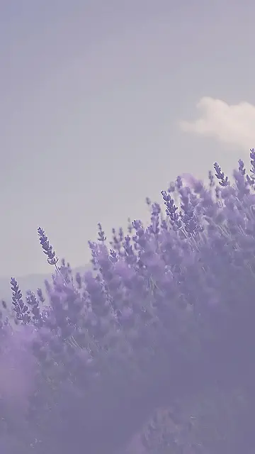 Lavender Sunset Symphony