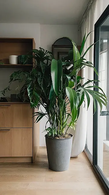 Swiss Cheese Savior: