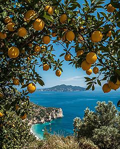 Amalfi Coast Lemons: Vibrant Views of the Mediterranean Sea