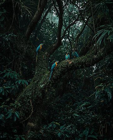 Amazon Rainforest Wonders: Exotic Birds & South America’s Vibrant Wildlife