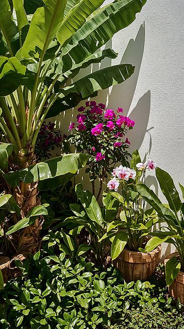 Lush Tropical Oasis: Small Space Garden Design Inspiration