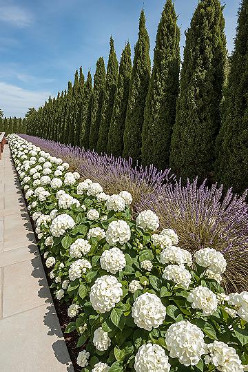 Elegant Backyard Landscaping with Lavender & Hydrangeas for Privacy