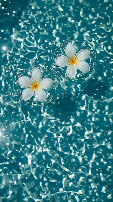 White Flowers in Water: Refreshing Summer Aesthetic Wallpaper