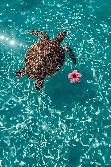 Vibrant Beach Vibes: Sea Turtle & Pink Hibiscus Phone Wallpaper