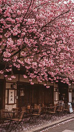 Kyoto Cafe Charm: Japanese Esthetic & Cherry Blossom Delights