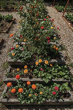 Stunning Raised Garden Design: Blending Flowers & Vegetables