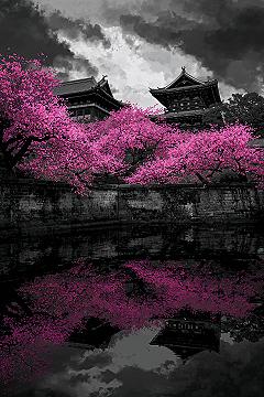 Dreamy Pink Anime Landscape: 8K Cherry Blossom Wallpaper for PC