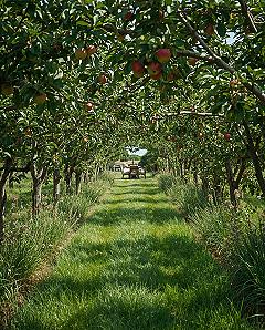 Mixed Fruit Orchard Layout: Idyllic Garden Space for Dining