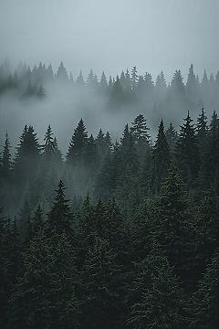 Misty Forest 4K Wallpaper: Serene Nature Escape